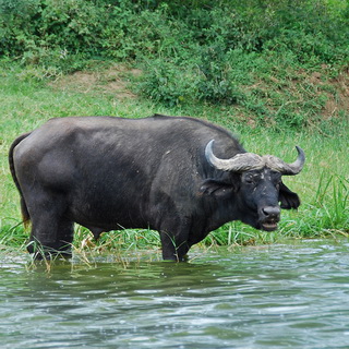 Queen Elizabeth - Buffalo